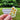 Sticker with sunflowers and motivational text held in a hand with a green outdoor background